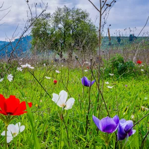 במעלה הגולן