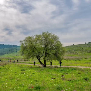 נחל צלמון עליון עד כלנית