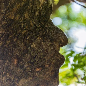 מפסגת הגלבוע אל המעיינות לרגליו
