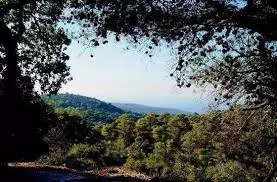 הכרמל יורד לים 