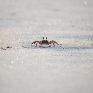 הפוגה בריזורט ג'ייקובס חדרה