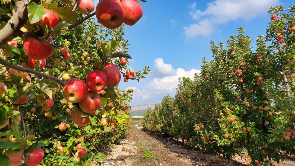 גידול מטעים סובטרופיים ונשירים